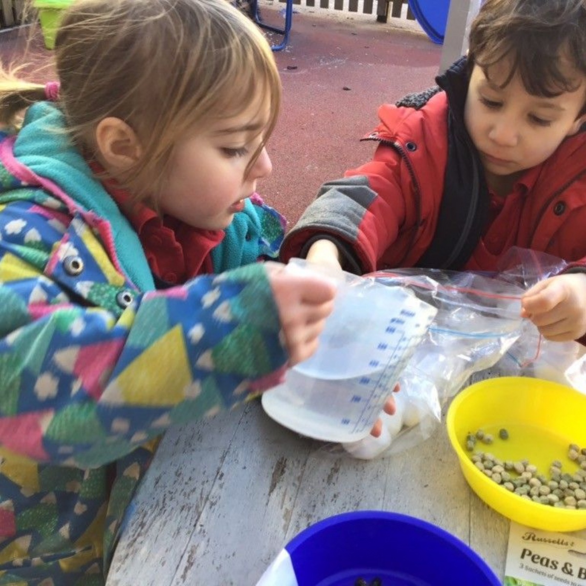 Alma Primary Bean Planting in Reception!